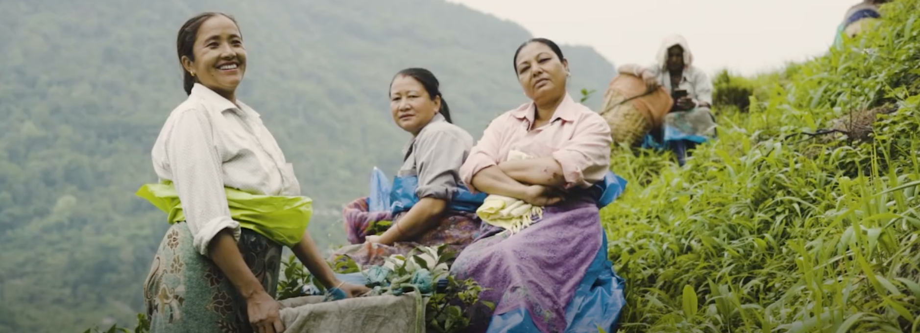 Load video: “Discover the story behind every cup of tea you enjoy. From the mist-covered estates of Darjeeling to your table, we ensure that every batch is packed with flavor and crafted with passion.”